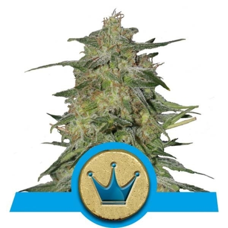 Royal Queen Seeds Royal Highness