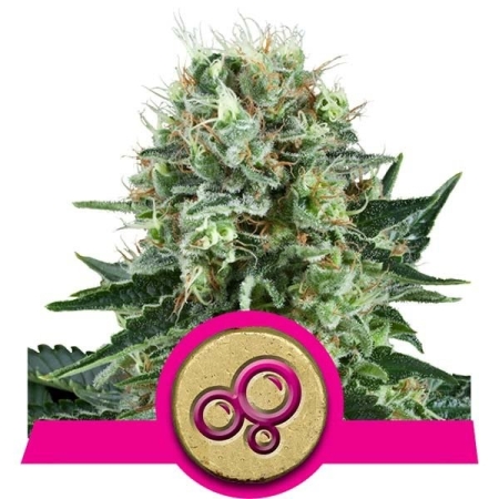 Royal Queen Seeds Bubble Kush