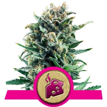 Royal Queen Seeds Blue Cheese