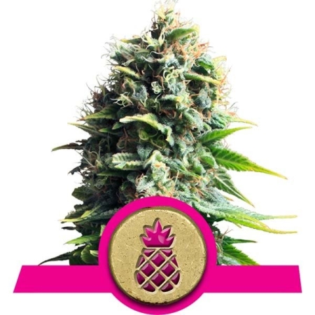 Royal Queen Seeds Pineapple Kush