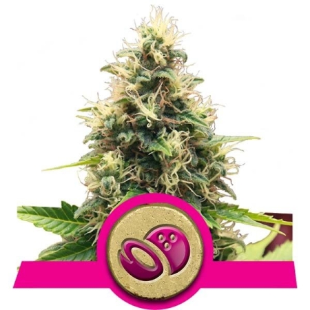 Royal Queen Seeds Somango XL