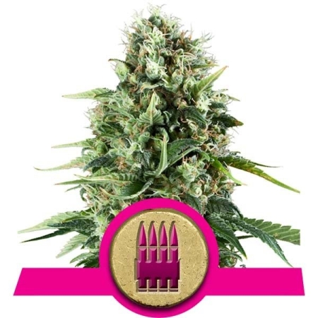 Royal Queen Seeds Royal AK