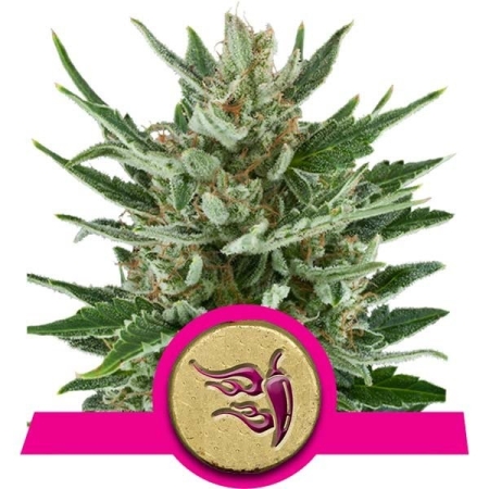 Royal Queen Seeds Speedy Chile