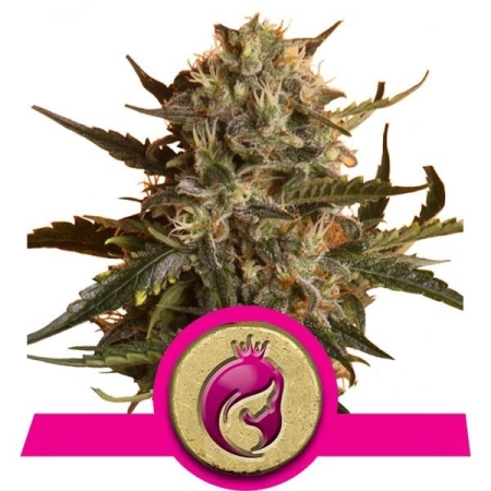 Royal Queen Seeds Mother Gorilla