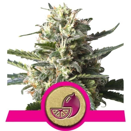 Royal Queen Seeds Lemon Shining Silver Haze