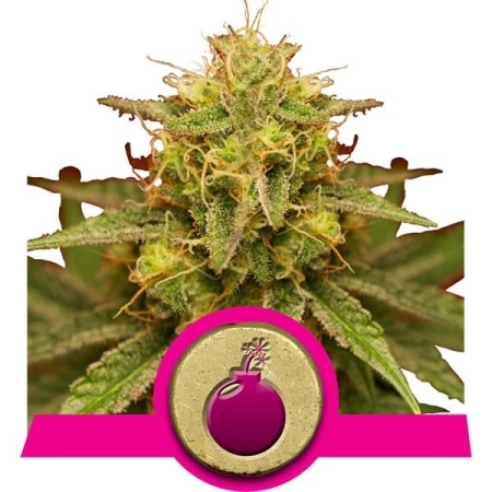 Royal Queen Seeds Royal Domina