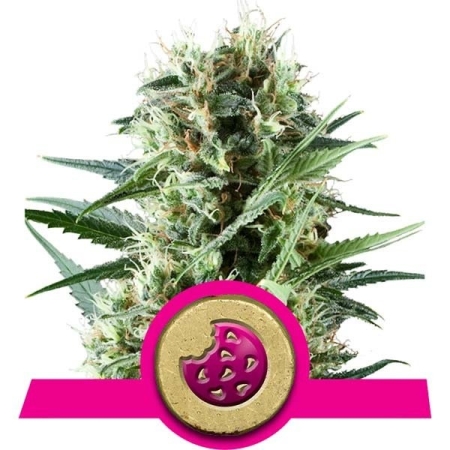 Royal Queen Seeds Galletas Reales