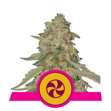 Royal Queen Seeds Sweet ZkittleZ