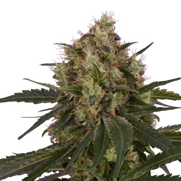 Royal Queen Seeds Wedding Gelato