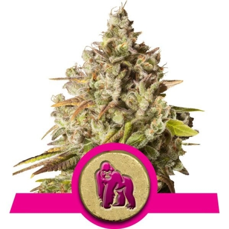 Royal Queen Seeds Royal Gorilla