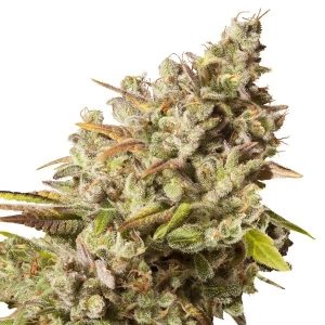 Royal Queen Seeds Royal Gorilla