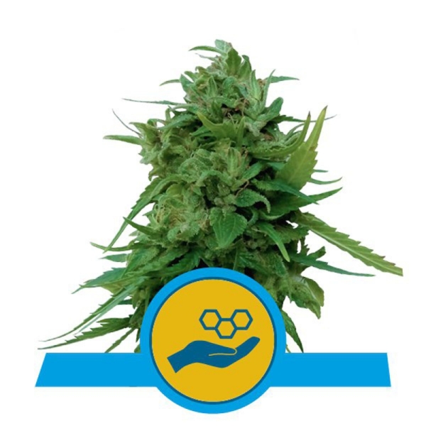 Royal Queen Seeds Solomatic CBD Auto