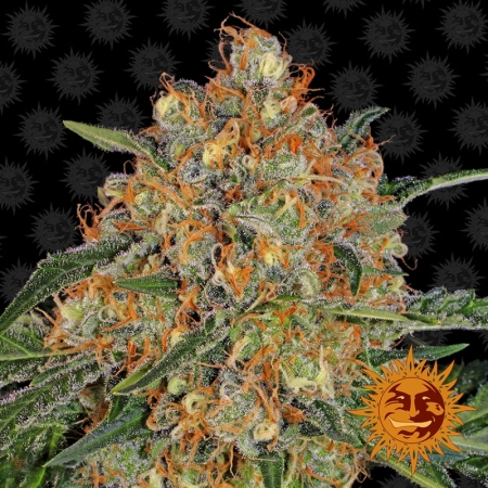 Barney's Farm ORANGE SHERBERT ™