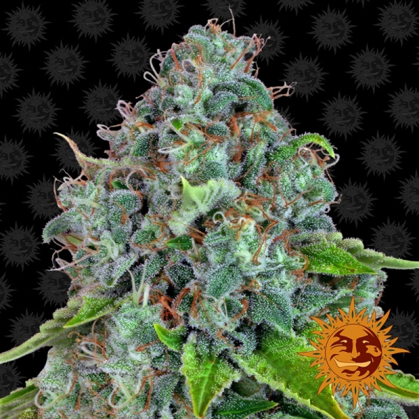 Barney's Farm STRAWBERRY LEMONADE™