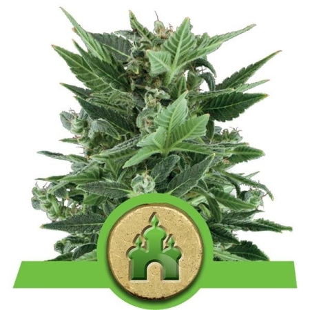 Royal Queen Seeds Royal Kush Automatic