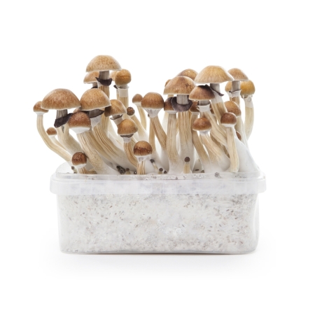 Mushroom Growkit McKennaii