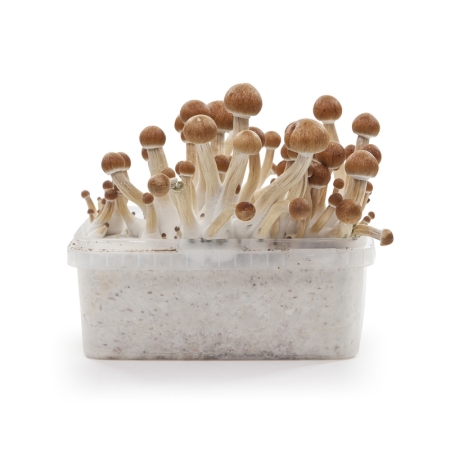 Stealthbox Mushroom Growkit Ecuador