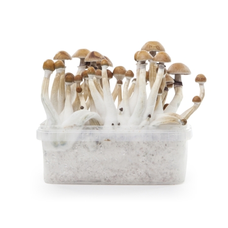 Stealthbox Mushroom Growkit Mexican