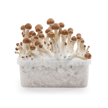 Stealthbox Mushroom Growkit B+