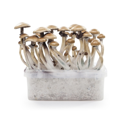 Stealthbox Kit de culture de champignons Golden Teacher