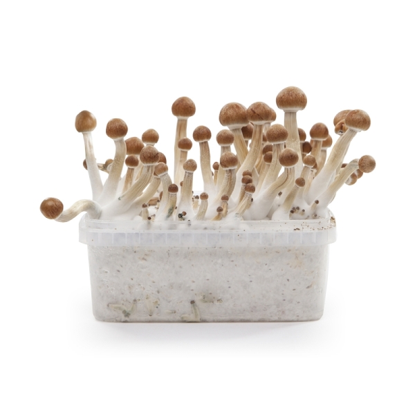 Stealthbox Kit de culture de champignons Mazatapec