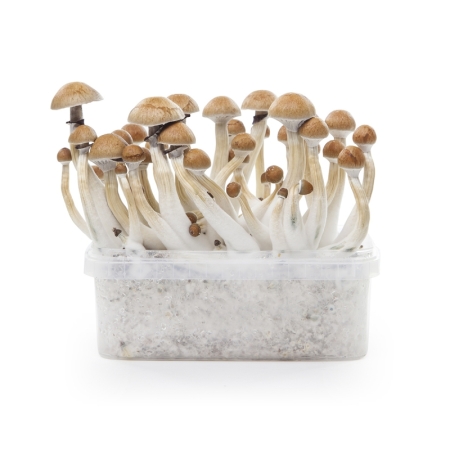 Stealthbox Mushroom Growkit Cambodian