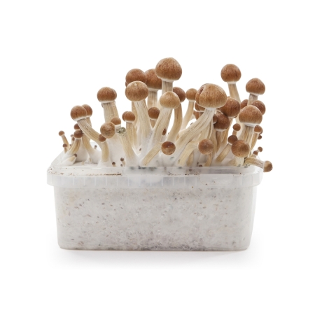 Stealthbox Mushroom Growkit Colombian