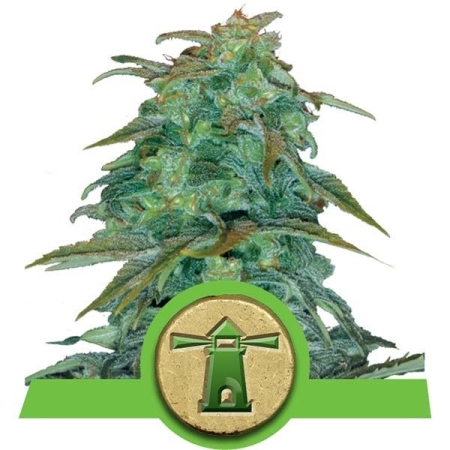Royal Queen Seeds Royal Haze Automatic