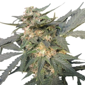 Royal Queen Seeds Royal Haze Automatic