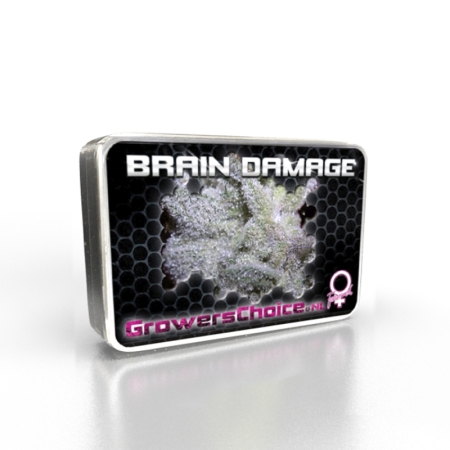 Brain Damage cannabis Growers Choice