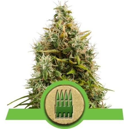 Royal Queen Seeds Royal AK Automatic