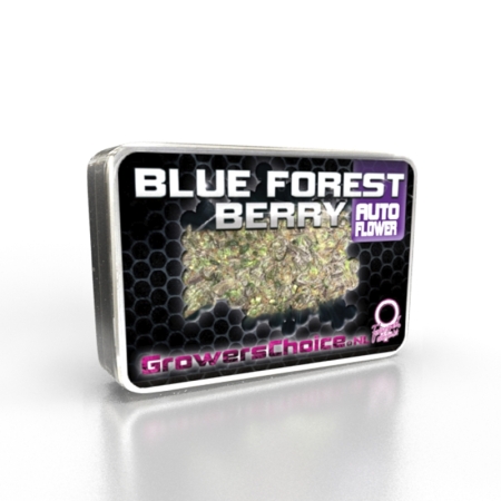 Growers Choice Blue Forest Berry Auto