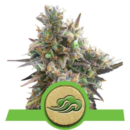 Royal Queen Seeds Royal Bluematic