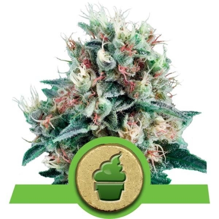 Royal Queen Seeds Royal Creamatic