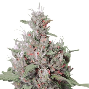 Royal Queen Seeds Royal Creamatic