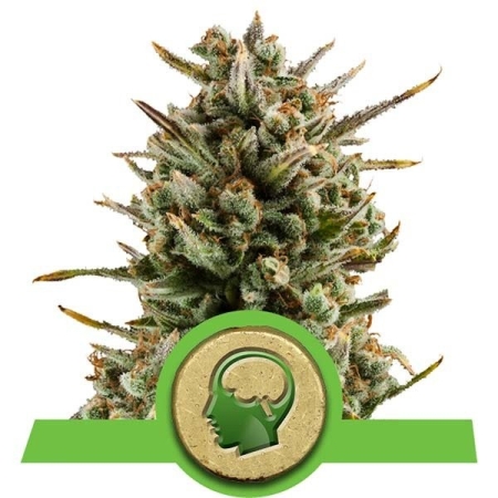 Royal Queen Seeds Amnesia Haze Automatic