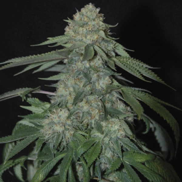 Growers Choice K.O. Kush