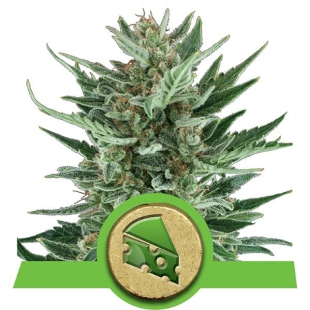 Royal Queen Seeds Royal Cheese Automatic