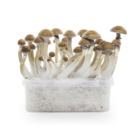 Stealthbox Mushroom Growkit Hawaii+