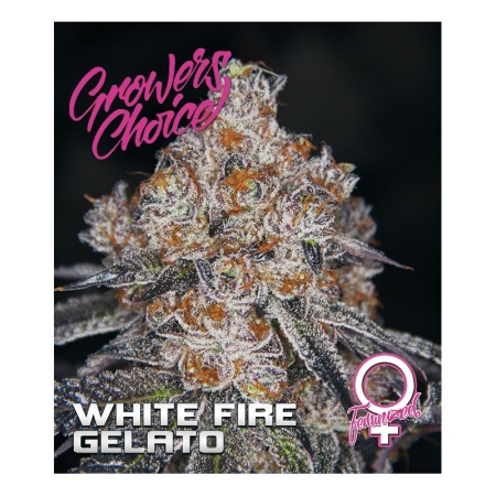 Growers Choice White Fire Gelato