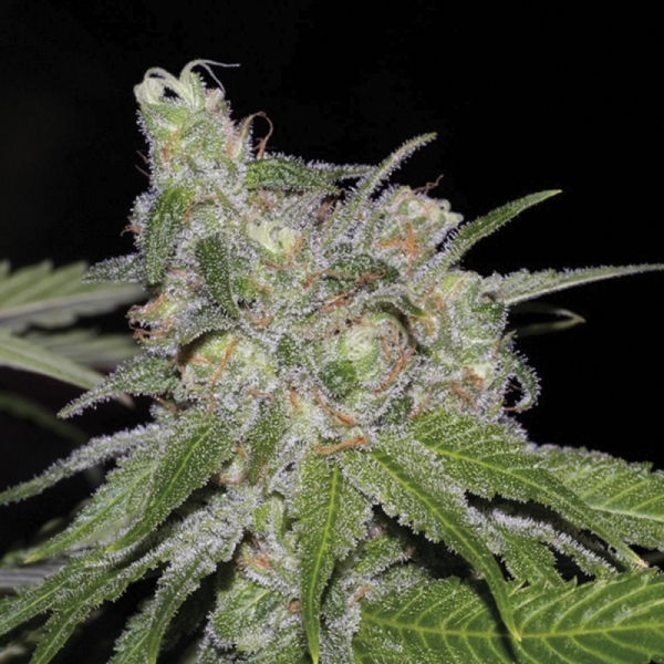Growers Choice Sweet Tooth x NLX Autofloraison