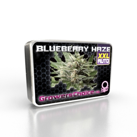 Growers Choice Blue Berry Haze XXL Autoflower