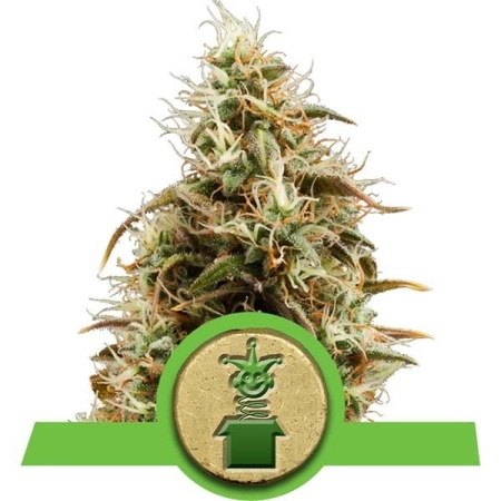 Royal Queen Seeds Royal Jack automatic