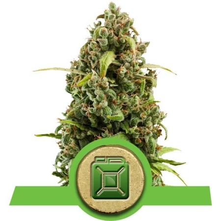 Royal Queen Seeds Diesel Automatic