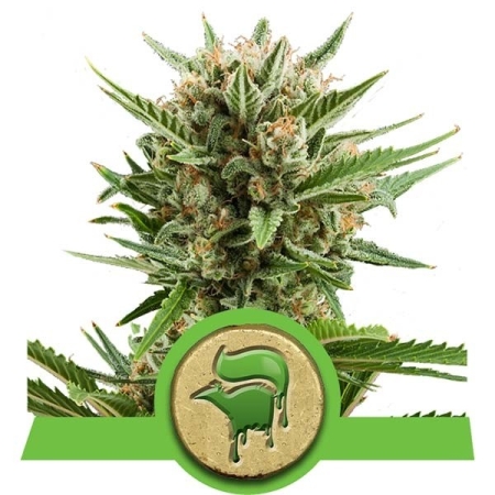 Royal Queen Seeds Sweet Skunk Automatic