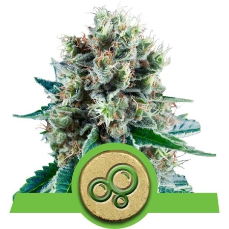 Royal Queen Seeds Bubble Kush Automatic