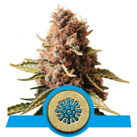 cannabis contenente CBD Euphoria di Royal Queen Seeds