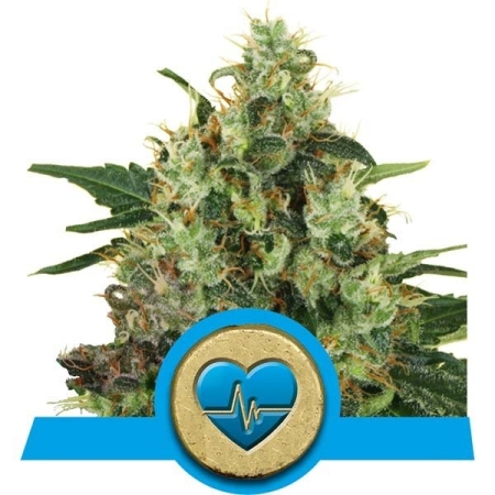 Medical Mass cannabis