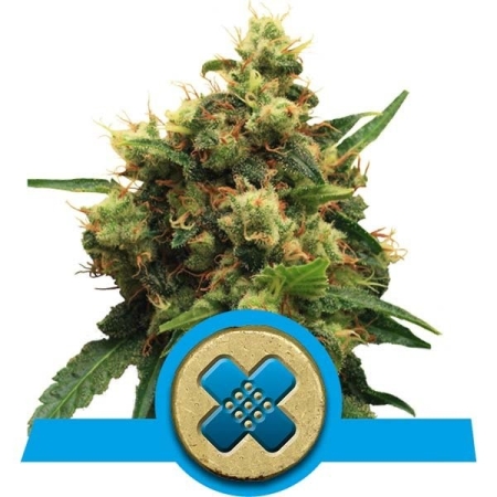 Royal Queen Seeds Painkiller XL