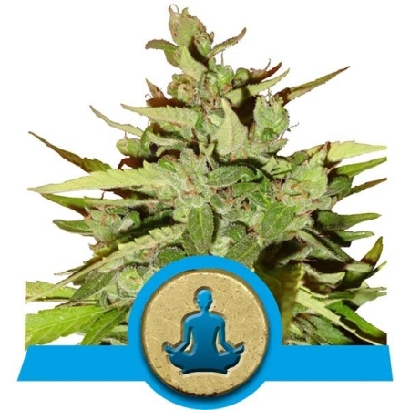 cima di cannabis CBD royal queen seeds